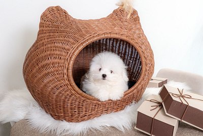 꼬똥드툴레아
