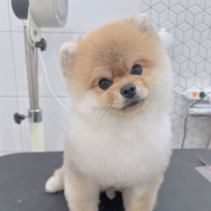 잇다펫 반려동물 입양의새로운 기준 사진 9