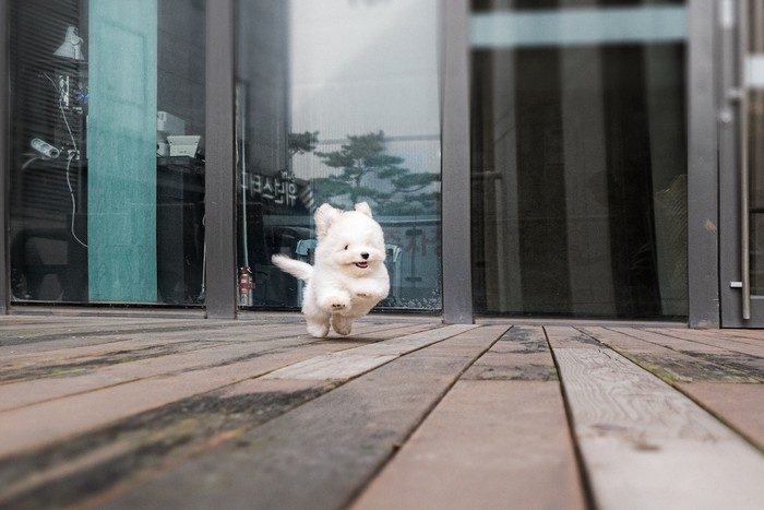 꼬똥