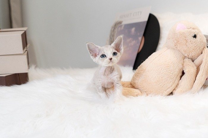 데본렉스(라일락)