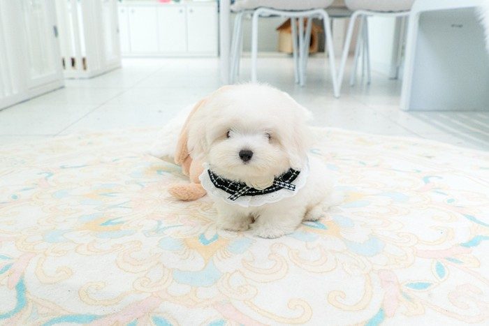 꼬똥드툴레아