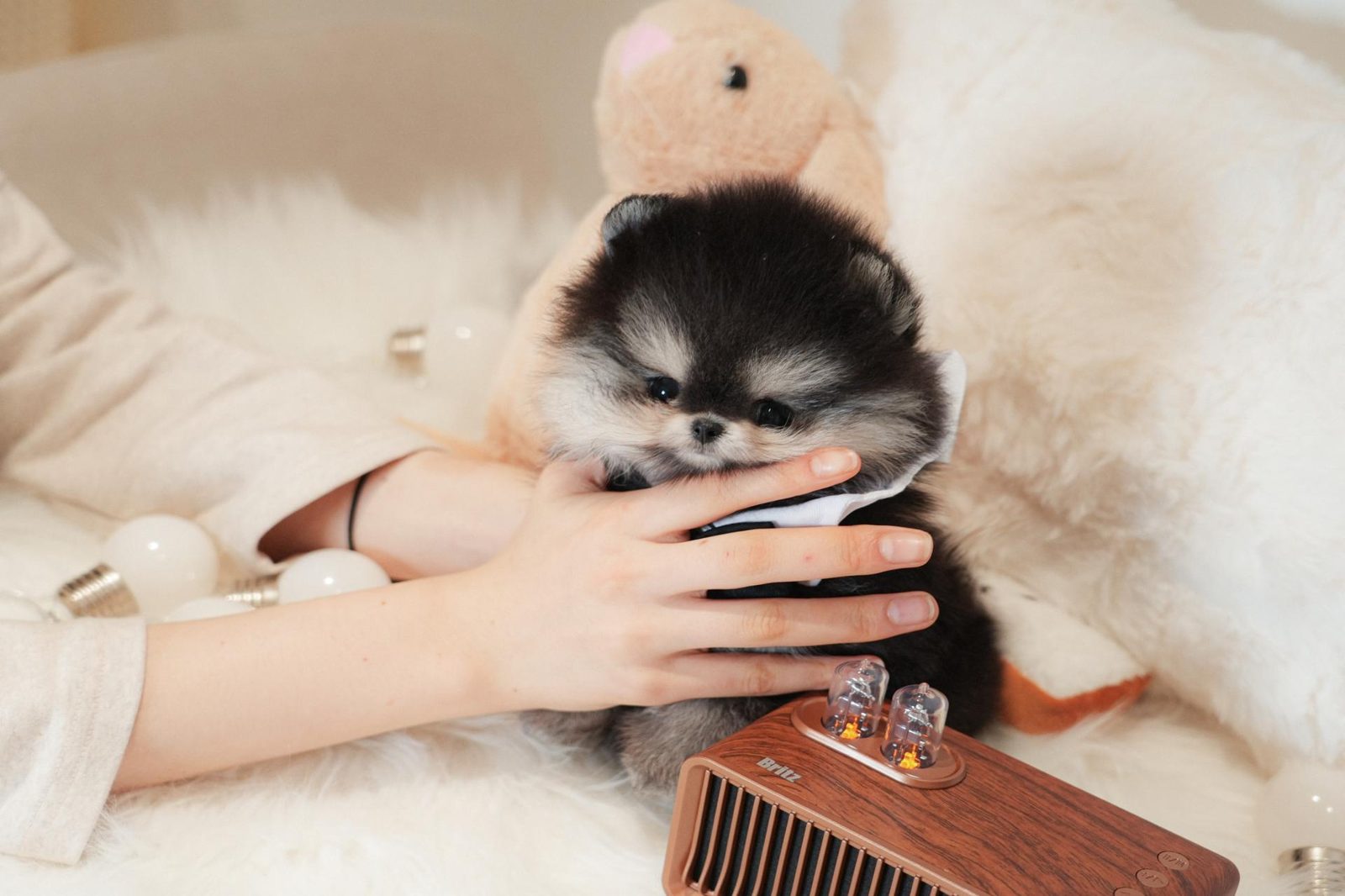블랙탄포메라니안