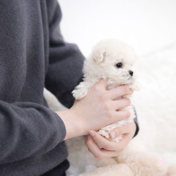 잇다펫 말티푸 사진 3