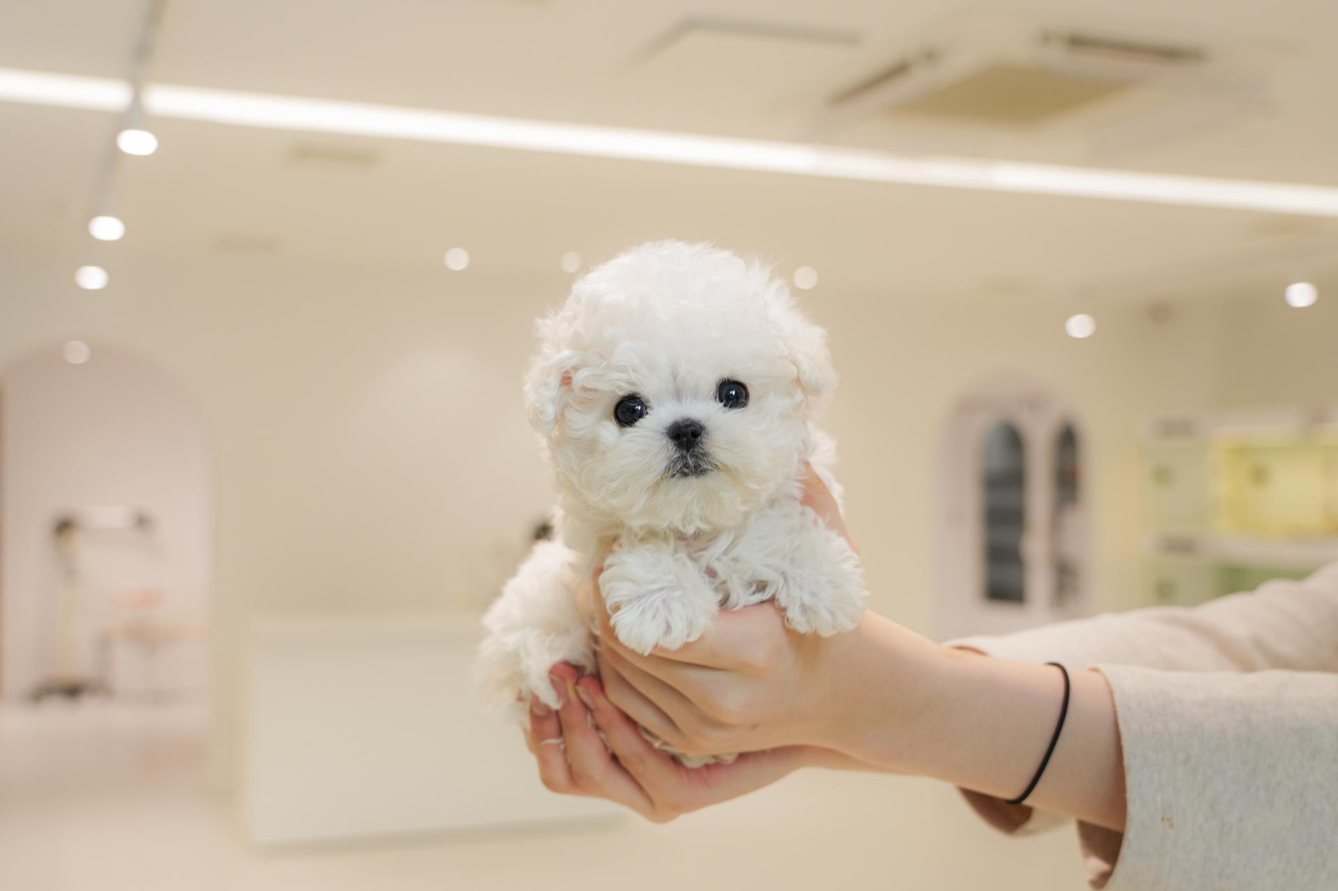 잇다펫 미니비숑 사진 2