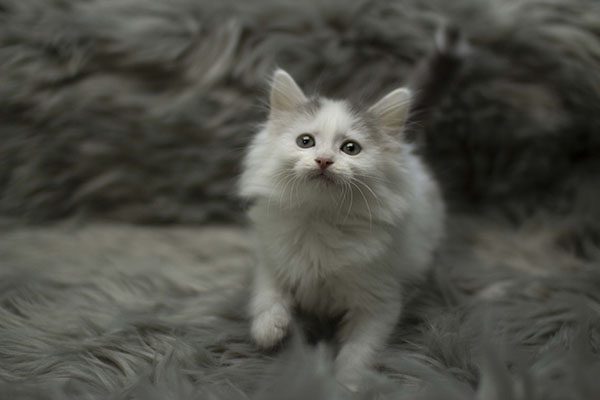 잇다펫 랙돌 사진 5