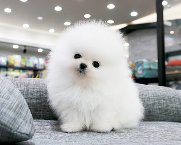 포메라니안